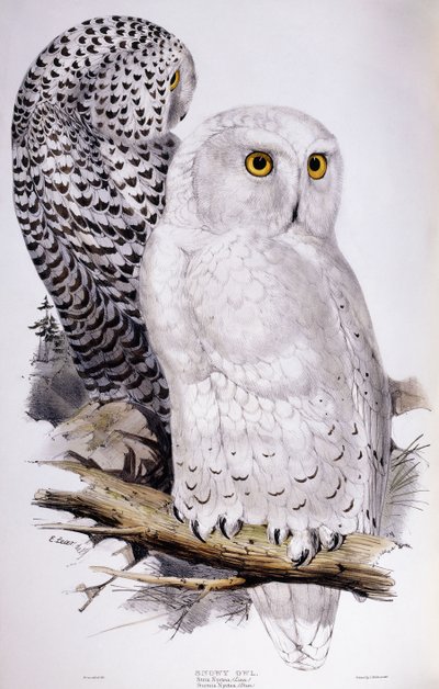 Sowa śnieżna, 1832-1837 autorstwa Edward Lear