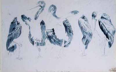 Badania bocianów autorstwa Edward Lear