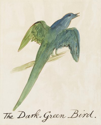The Dark Green Bird, z szesnastu rysunków komiksowych ptaków (wc pióro i atrament na papierze) autorstwa Edward Lear