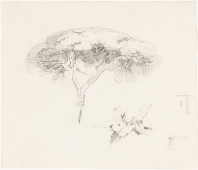 Sosna parasolowa i inne studia autorstwa Edward Lear