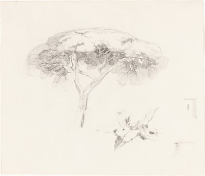 Sosna parasolowa i inne badania, 18391845. autorstwa Edward Lear
