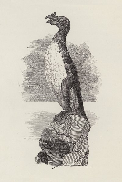 Ilustracja do The Water-Babies autorstwa Charlesa Kingsleya (grafika) autorstwa Edward Linley (after) Sambourne