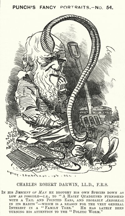 Karykatura dziurkacza: Charles Darwin, angielski przyrodnik i biolog (grafika) autorstwa Edward Linley (after) Sambourne