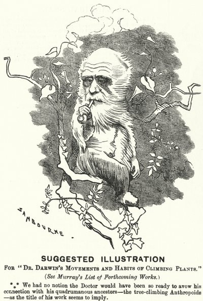 Kreskówka dziurkacza: sugerowana ilustracja do ruchów i zwyczajów pnących dr. Darwina (rycina) autorstwa Edward Linley (after) Sambourne