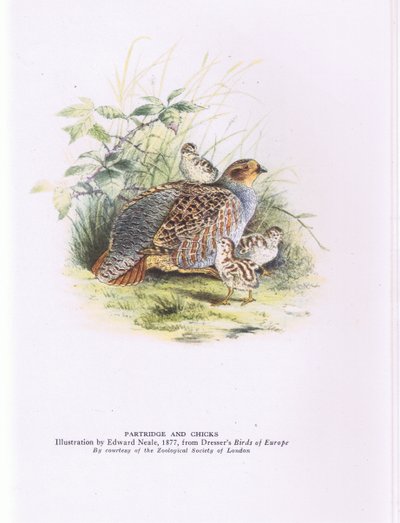 Kuropatwa i pisklęta, Nature in Britain, wyd. Collins autorstwa Edward Neale