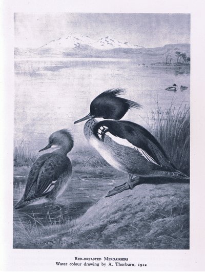 Red Breasted Nurogęś, Nature in Britain, wyd. Collins, 1946 autorstwa Edward Neale
