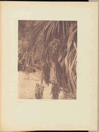 Owoc palmy autorstwa Edward S. Curtis