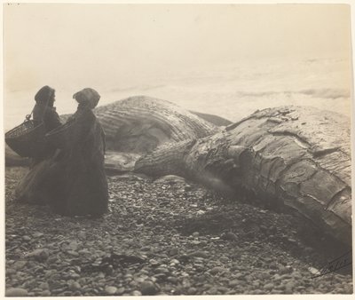 [Częściowo zarżnięty wieloryb - Makah] [Schwytany wieloryb] autorstwa Edward S. Curtis