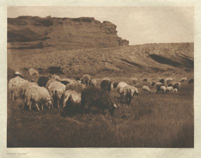 Portfolio I, płyta 33: Stada Navaho autorstwa Edward S. Curtis