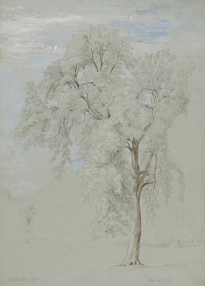 Jesion autorstwa Edward Swinburne