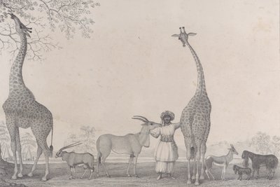 Majestatyczne i pełne wdzięku żyrafy lub kameleopardy z rzadkimi zwierzętami gazeli..., 1838. autorstwa Edward Williams Clay