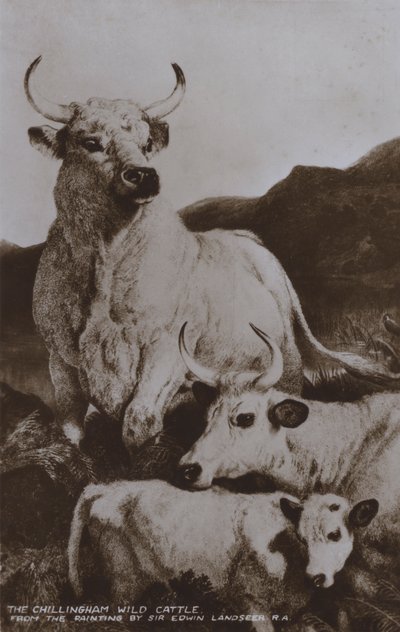 Dzikie bydło Chillingham (zdjęcie czarno-białe) autorstwa Edwin (after) Landseer