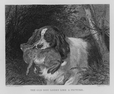 Stary pies wygląda jak obrazek (grawerunek) autorstwa Edwin (after) Landseer