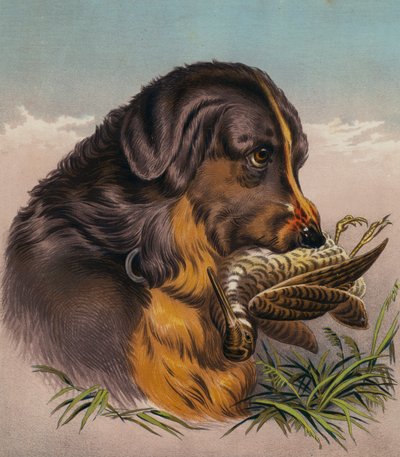 Retriever (kolorowa litografia) autorstwa Edwin (after) Landseer