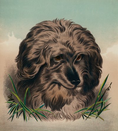 Skye Terrier (kolorowa litografia) autorstwa Edwin (after) Landseer