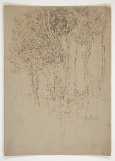 Szkic gaju drzew autorstwa Edwin Austin Abbey