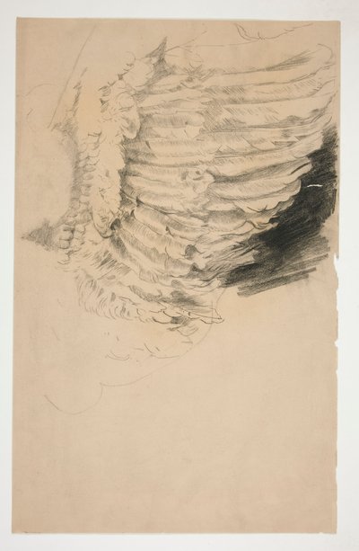 Studium skrzydła, dla autorstwa Edwin Austin Abbey