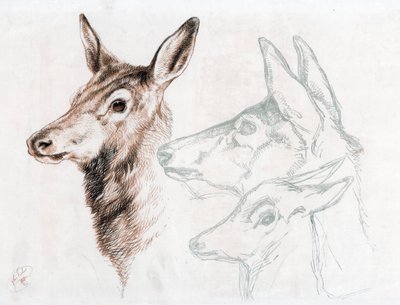 Faksymile rysunku Sir E Landseera, 1874. autorstwa Edwin Landseer