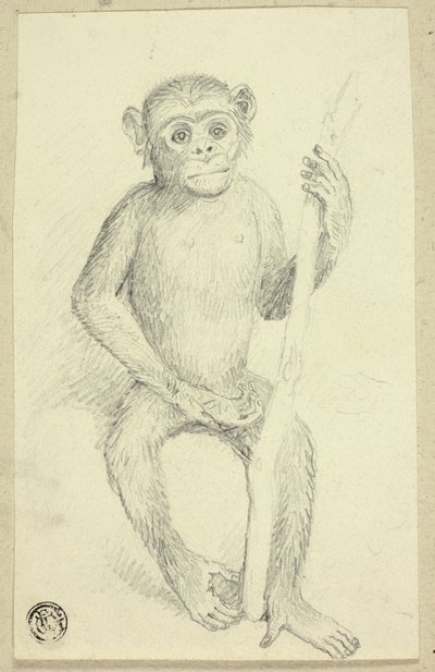 Orangutan autorstwa Edwin Henry Landseer