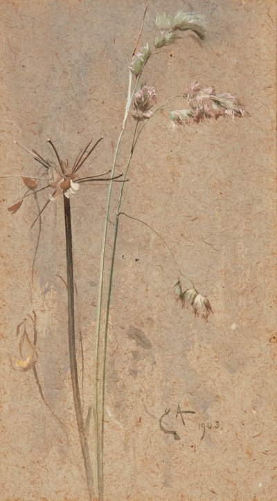 Kupkówka pospolita (akwarela na papierze płowym) autorstwa Edwin John Alexander