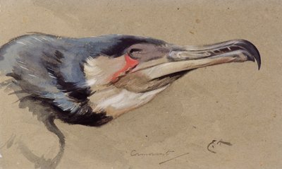 Kormoran (akwarela) autorstwa Edwin John Alexander