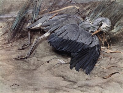 Czapla autorstwa Edwin John Alexander