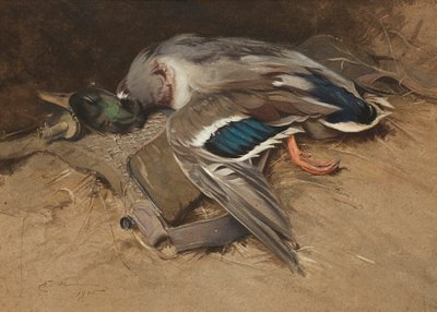 Kaczor krzyżówki (akwarela na papierze płowym) autorstwa Edwin John Alexander