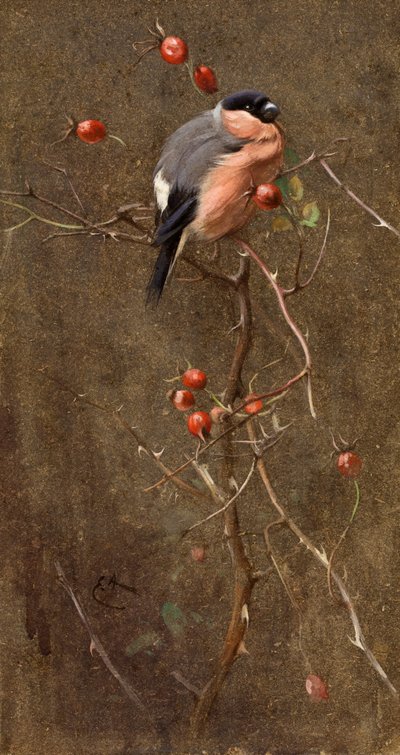 Gil zwyczajny autorstwa Edwin John Alexander