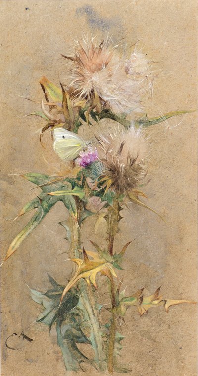 Oset i Motyl (akwarela) autorstwa Edwin John Alexander
