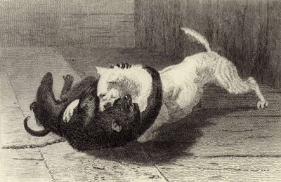 Przykład X, walka psa z małpą autorstwa Edwin Landseer