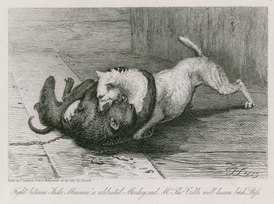 Walka między Jacco Macacco, słynną małpą, a dobrze znaną suką pana Thomasa Cubba, Kotem autorstwa Edwin Landseer
