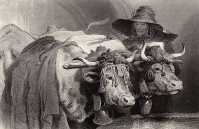 Woły przy zbiorniku, Genewa, Szwajcaria autorstwa Edwin Landseer