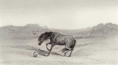 Zaskoczony! autorstwa Edwin Landseer