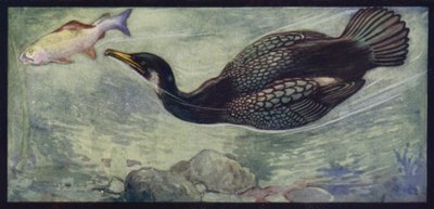 Kormoran i jego zdobycz (kolor lito) autorstwa Edwin Noble