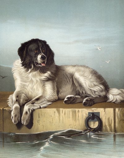 Zasłużony Członek Towarzystwa Humanitarnego autorstwa Edwin after Landseer