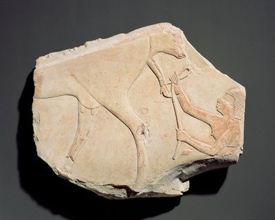 Fragment płaskorzeźby przedstawiającej narodziny cielęcia, z Asasif, Teby, III Okres Przejściowy (ok. 1069-664 pne) (wapień) autorstwa Egyptian