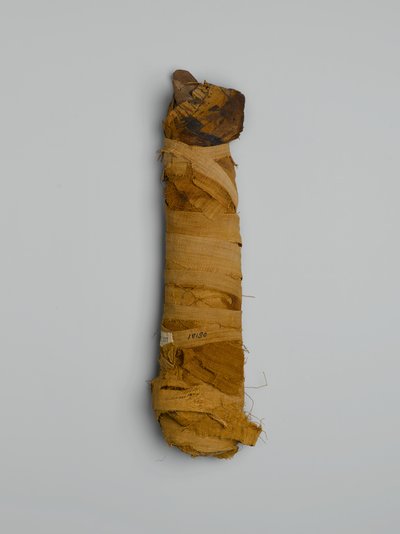 Mumia kota zakupiona w Kairze (szczątki zwierząt i malowany płótno) autorstwa Egyptian
