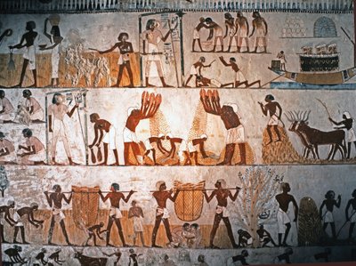 SZTUKA EGIPSKA: Scena żniw. Malowidło ścienne w grobowcu Menny w Elwe..., ok. 1400 p.n.e. (wapień) autorstwa Egyptian 18th Dynasty