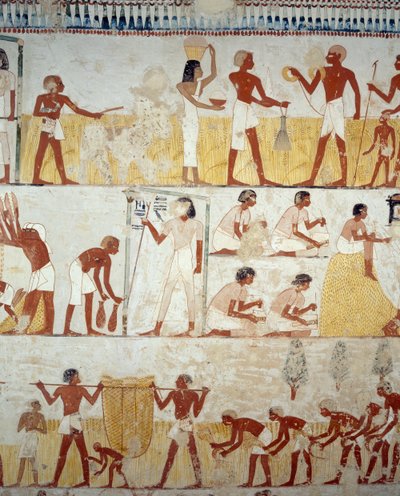 Zbiór plonów, młócenie i przesiewanie zboża, fragment fresków w przedsionku Grobowca Menny, Nekropolia Szejka Abd el Qurnah, Luksor, Teby (lista światowego dziedzictwa UNESCO autorstwa Egyptian 18th Dynasty