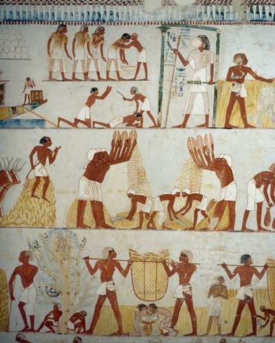 Zbiór plonów, młócenie i przesiewanie zboża, fragment fresków w przedsionku Grobowca Menny, Nekropolia Szejka Abd el Qurnah, Luksor, Teby (lista światowego dziedzictwa UNESCO autorstwa Egyptian 18th Dynasty