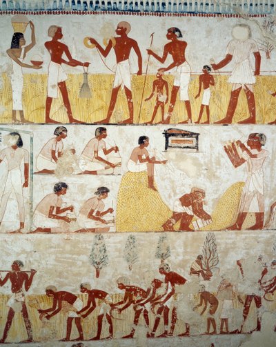 Zbiór plonów, młócenie i przesiewanie zboża, fragment fresków w przedsionku Grobowca Menny, Nekropolia Szejka Abd el Qurnah, Luksor, Teby (lista światowego dziedzictwa UNESCO autorstwa Egyptian 18th Dynasty