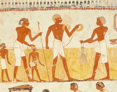 Pomiar ziemi za pomocą liny, z kaplicy grobowej Menny, Nowe Królestwo (malarstwo ścienne) (patrz także 251666) autorstwa Egyptian 18th Dynasty