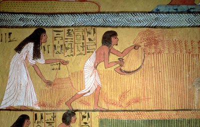 Fragment sceny żniw na wschodniej ścianie, z Grobowca Sennedjem, Wioska Robotnicza, Nowe Królestwo autorstwa Egyptian 19th Dynasty