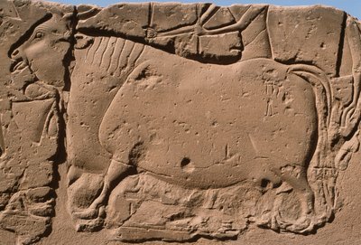 Detalė iš reljefo, vaizduojančio karvę, Ramses II (1298-32 m. pr. Kr.) kiemo (kalkakmenis)polis autorstwa Egyptian 19th Dynasty