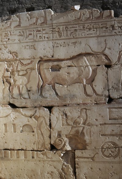 Płaskorzeźba, Świątynia Ramzesa II, Abydos, Egipt, cywilizacja egipska, Nowe Państwo, XIX dynastia (zdjęcie) autorstwa Egyptian 19th Dynasty