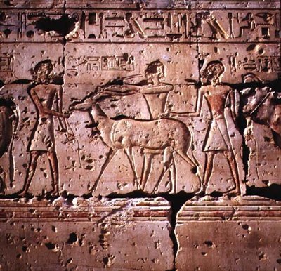 Płaskorzeźba przedstawiała oryksa prowadzonego w procesji na ofiarę, ze świątyni Ramzesa II, Nowe Królestwo autorstwa Egyptian 19th Dynasty