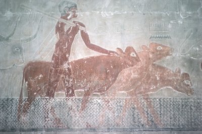 Bydło brodzące kanał w kaplicy Mastaba w Ti, Stare Państwo (malarstwo ścienne) autorstwa Egyptian 5th Dynasty