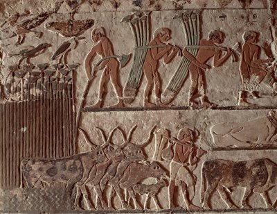 Zbieranie papirusu i stada krów, Stare Królestwo (malowidło ścienne) autorstwa Egyptian 5th Dynasty