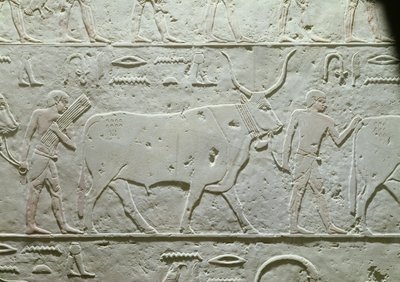 Pasterz prowadzący byka, fragment z Mastaby Achetotepa, z Sakkary, Stare Państwo, ok. 2500 pne (malowany wapień) autorstwa Egyptian 5th Dynasty