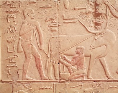 Relief przedstawiający mężczyznę dojącego krowę, z Mastaby Kagemni, Stare Państwo (malowany wapień) autorstwa Egyptian 6th Dynasty